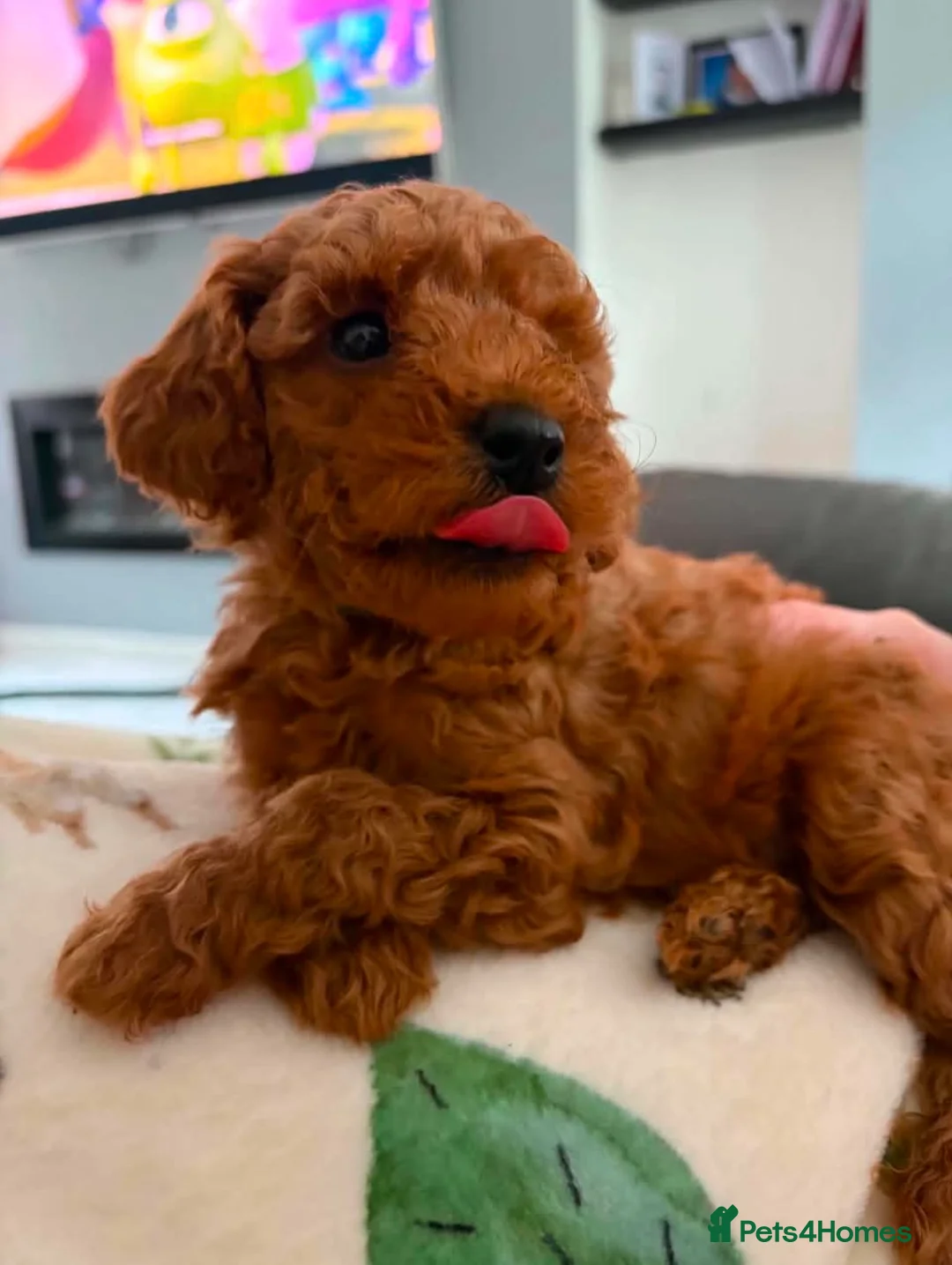 Toy Poodle dogs for sale: Two beautiful Pure Red Toy Poodle boys  - Advert 1