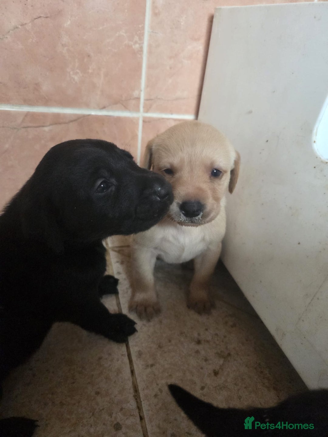 Labrador Retriever dogs for sale: Beautiful kc registered Labrador puppies - Advert 4
