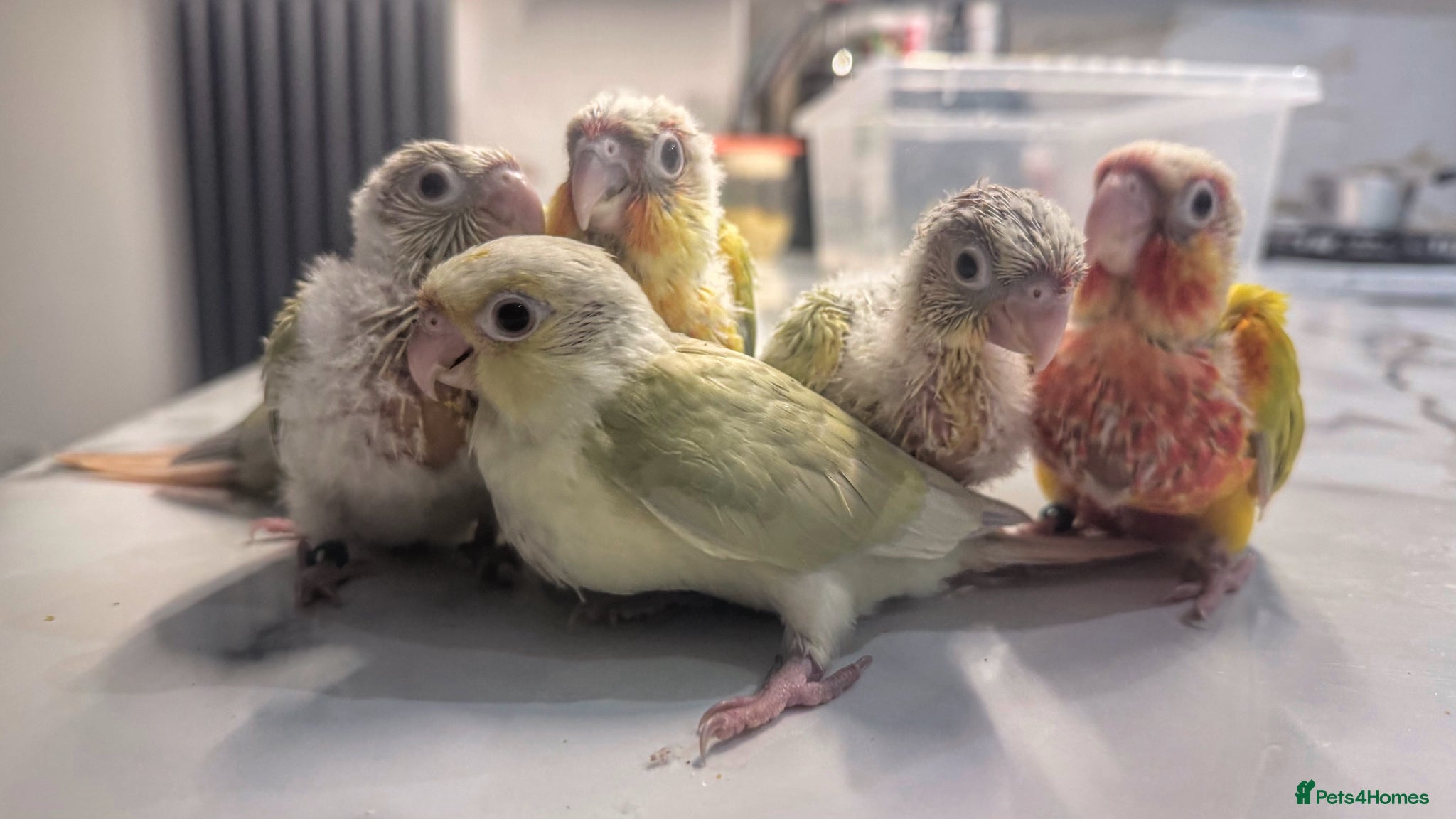 Conures birds for sale: Baby Mooncheek and Suncheek Conure Chicks - Advert 1