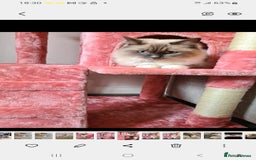 Ragdoll cats for sale: Kittens ready now! - Image 18