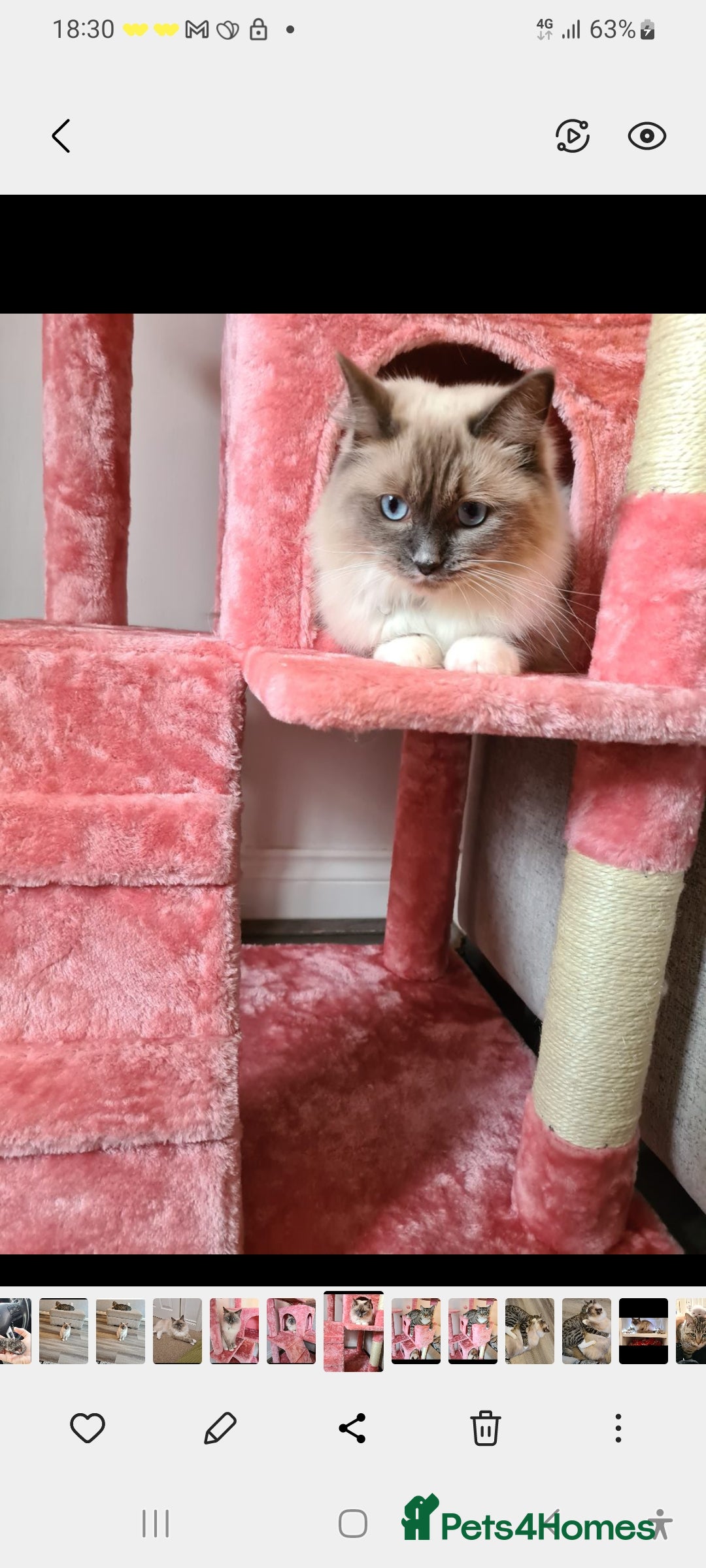 Ragdoll cats for sale: Kittens ready now! - Image 18
