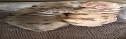 English Bulldog dogs for sale: Winnie’s amazing litter of 6 beautiful babies - Advert 5