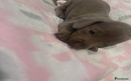 Dachshund dogs for sale: mini dachshunds 🐶 💚 - Advert 10