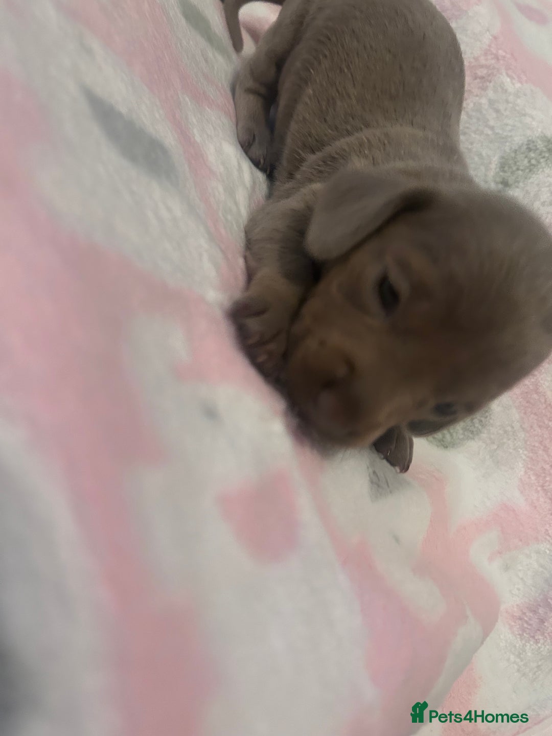 Dachshund dogs for sale: mini dachshunds 🐶 💚 - Advert 10