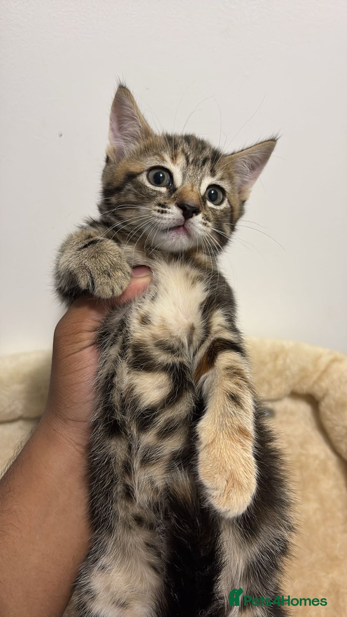 Mixed Breed cats Beautiful Calico female kitten - READY TO LEAVE! - Advert 7