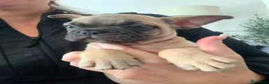 French Bulldog 9