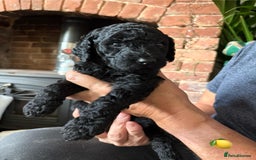 Labradoodle dogs for sale: Labradoodle Puppies 10 weeks 14 Nov 25 - Image 12