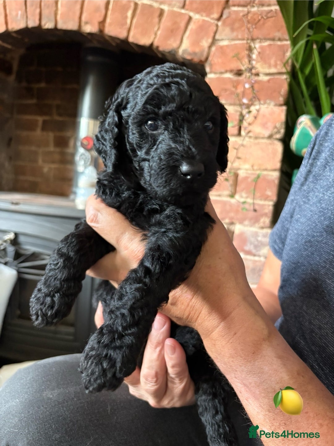 Labradoodle dogs for sale: Labradoodle Puppies 10 weeks 14 Nov 25 - Image 12