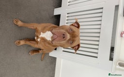 American Bully dogs for stud: American Bully For Stud in London - Image 2