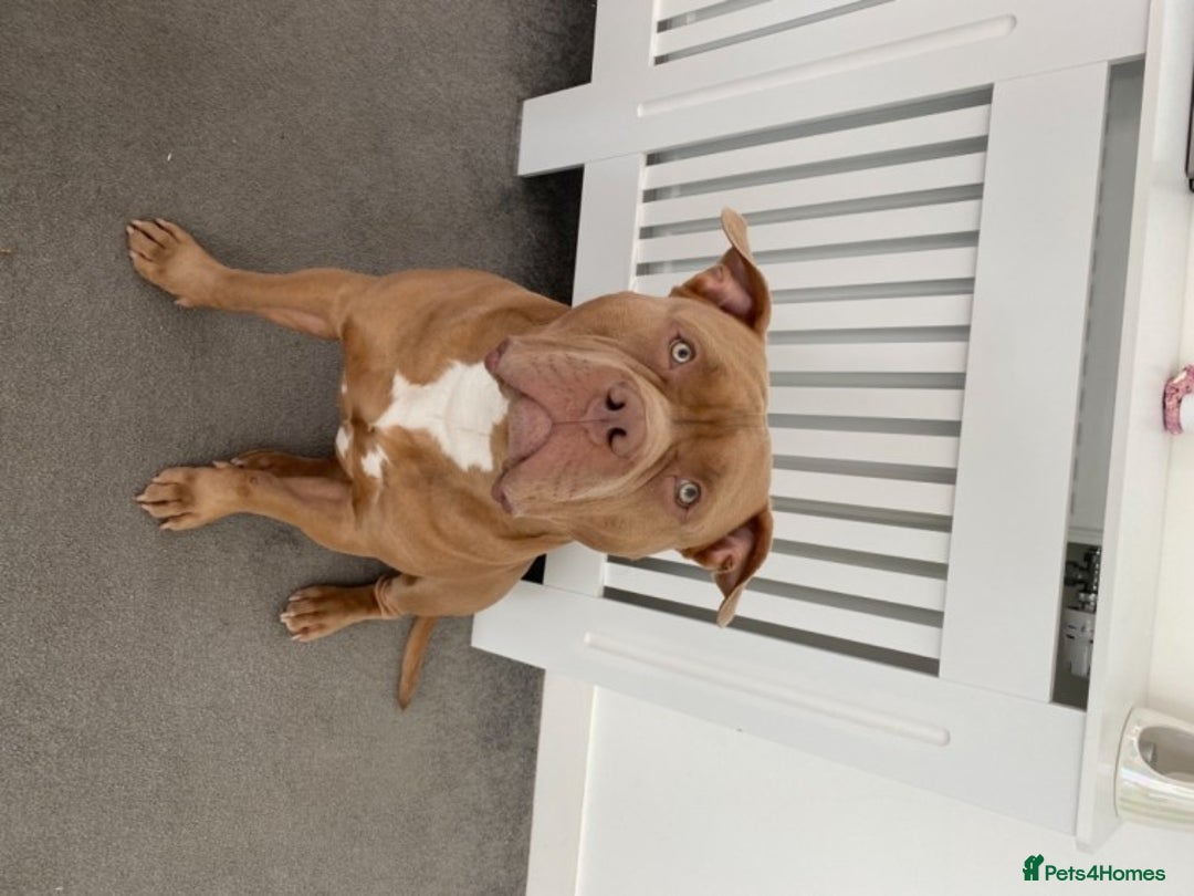 American Bully dogs for stud: American Bully For Stud in London - Image 2