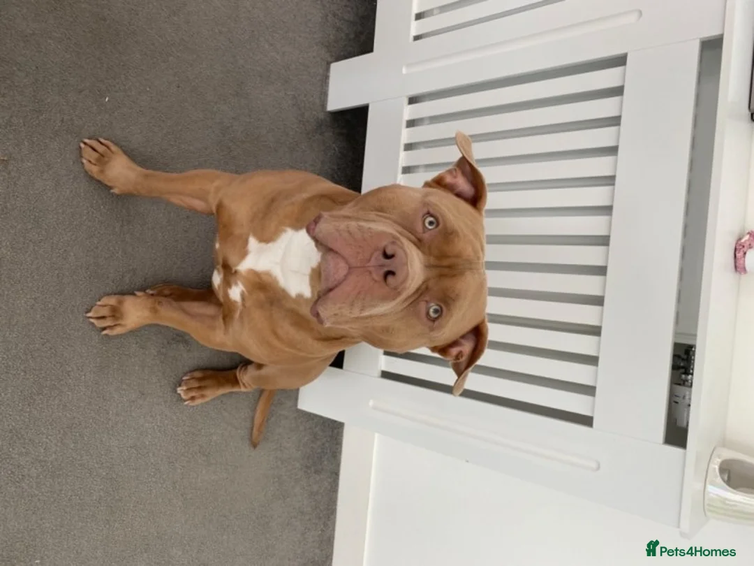 American Bully dogs for stud: American Bully For Stud in London - Advert 2