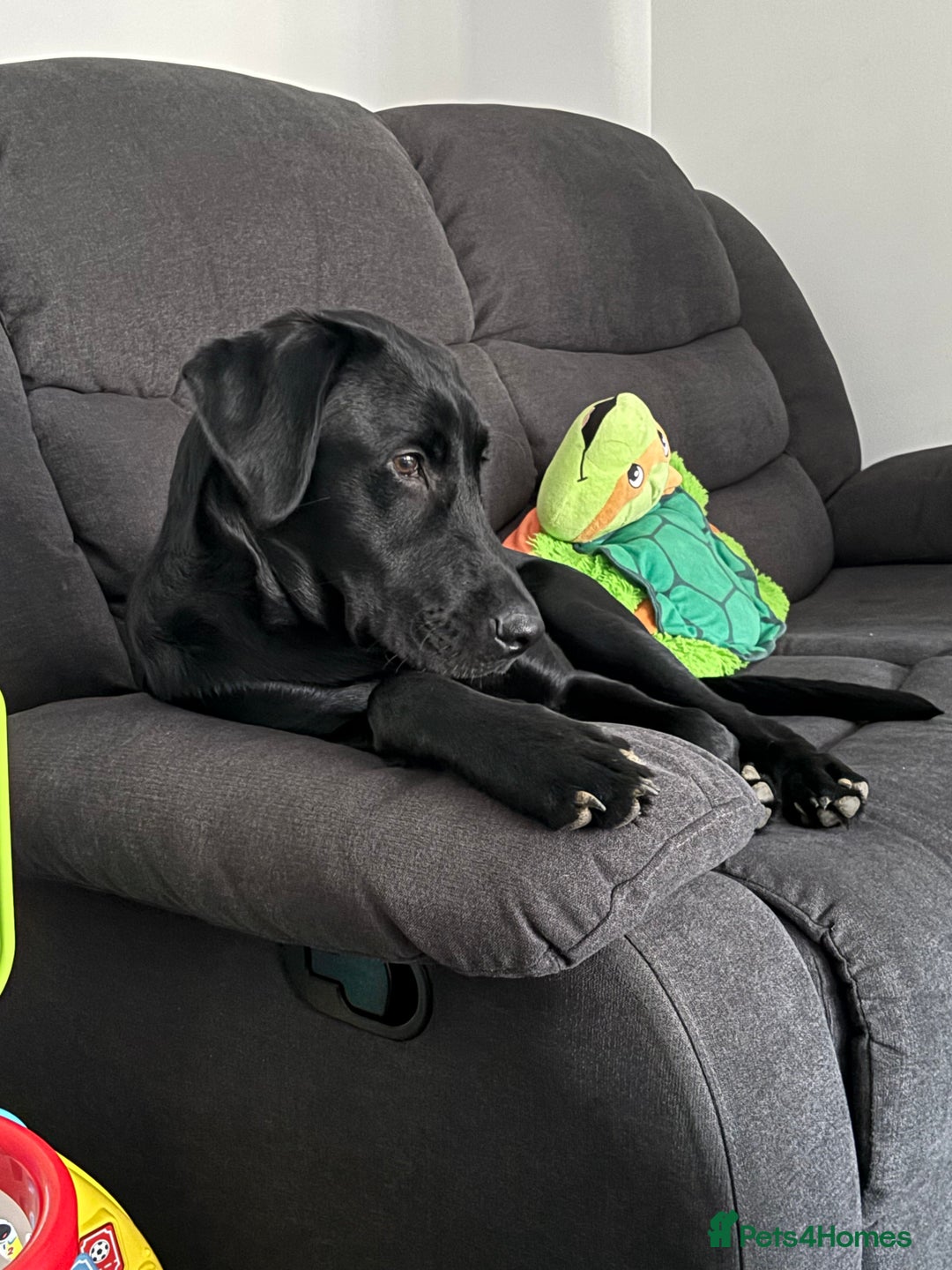 Labrador Retriever dogs for sale: Male Labrador  - Advert 2