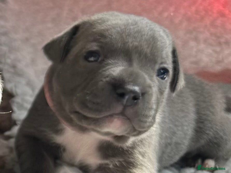 Staffordshire Bull Terrier dogs Amazing litter of Blue staffy pups  - Advert 2