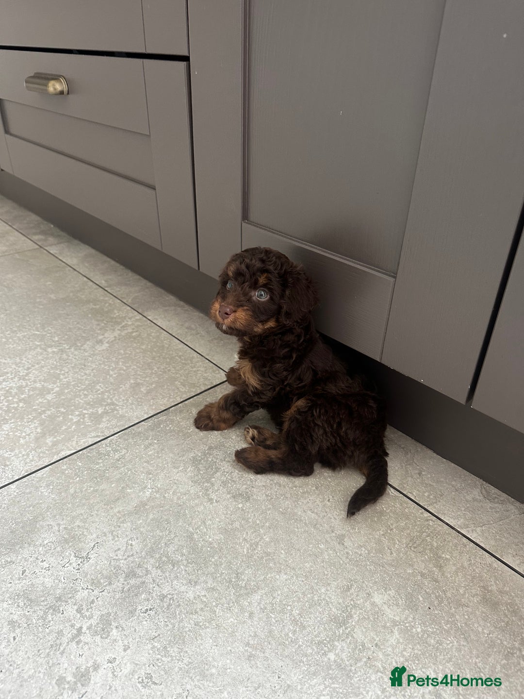 Cockapoo dogs for sale: Cockapoo  - Image 2
