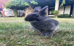 Mixed Breed rabbits for sale: 3 Mini Lop Cross Rabbits - Image 7