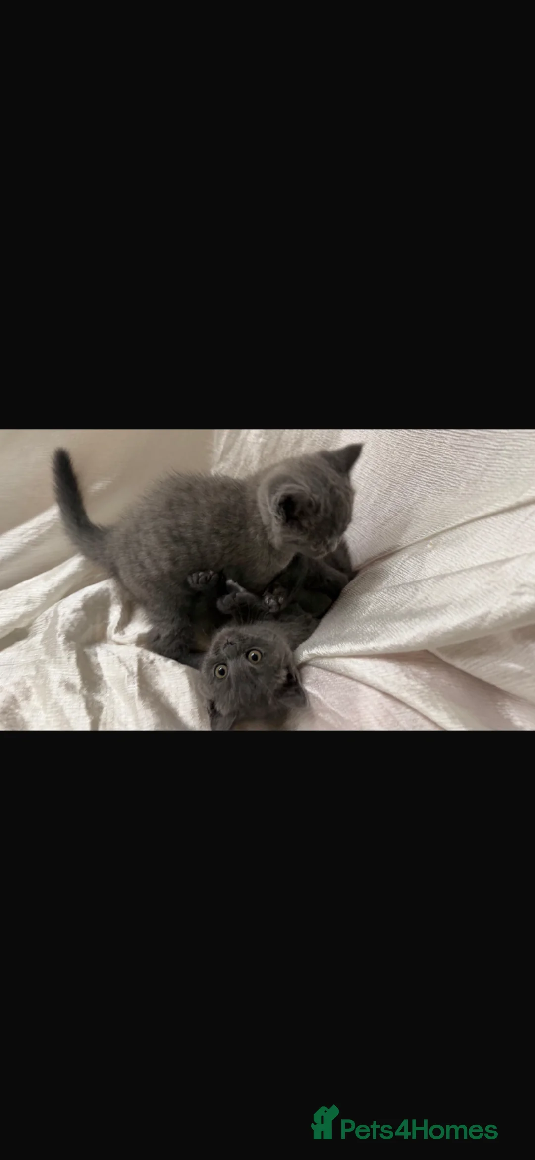 British Shorthair cats for sale: 2 British shorthair kittens  - Advert 10