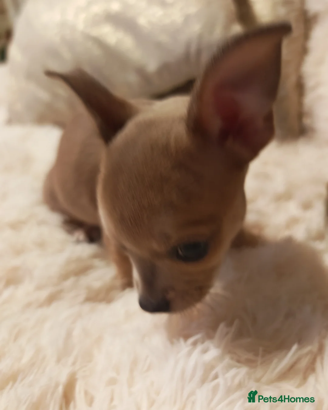 Chihuahua dogs for sale: Chihuahua full breed puppys - Advert 4