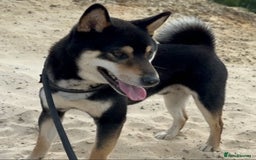 Japanese Shiba Inu dogs for sale: 🐾 Beautiful Japanese Shiba Inu Puppies  - Image 12