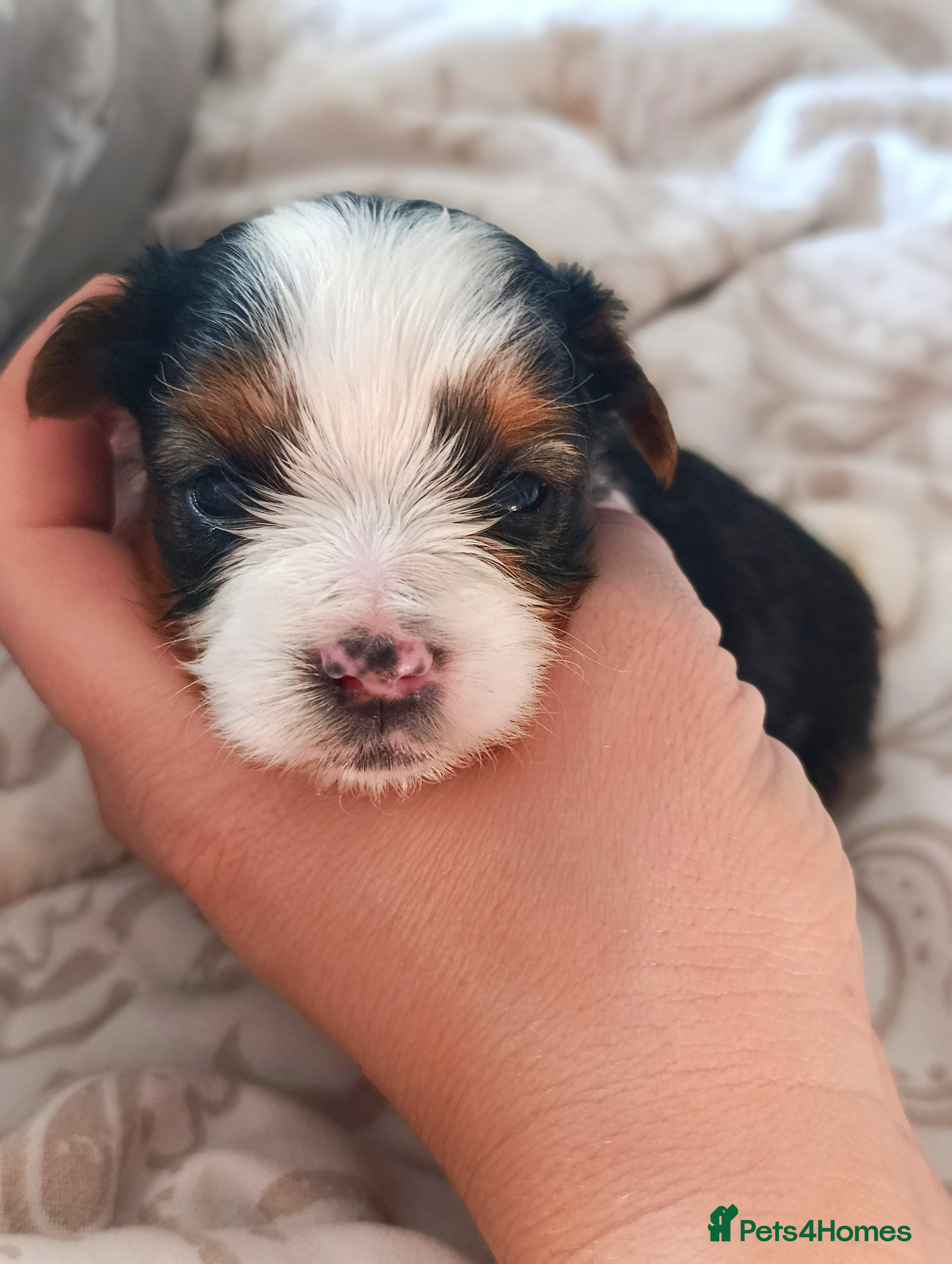 Biewer Terrier dogs 🐕Yorkshire terrier- Luxury Colors🤍🧡🖤🤎 - Advert 2