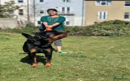 Rottweiler dogs for stud: Rottweiler Dog for Stud - Image 9