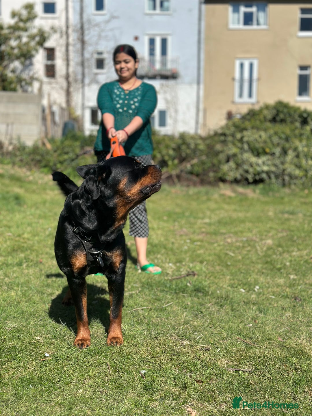 Rottweiler dogs for stud: Rottweiler Dog for Stud - Image 9