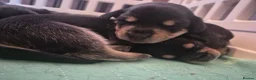 Miniature Dachshund dogs for sale: Beautiful miniature dachshunds for sale  - Advert 6