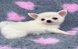 Pomchi dogs for sale: Super TINY white chihuahua x Korean Pom READY NOW - Image 9