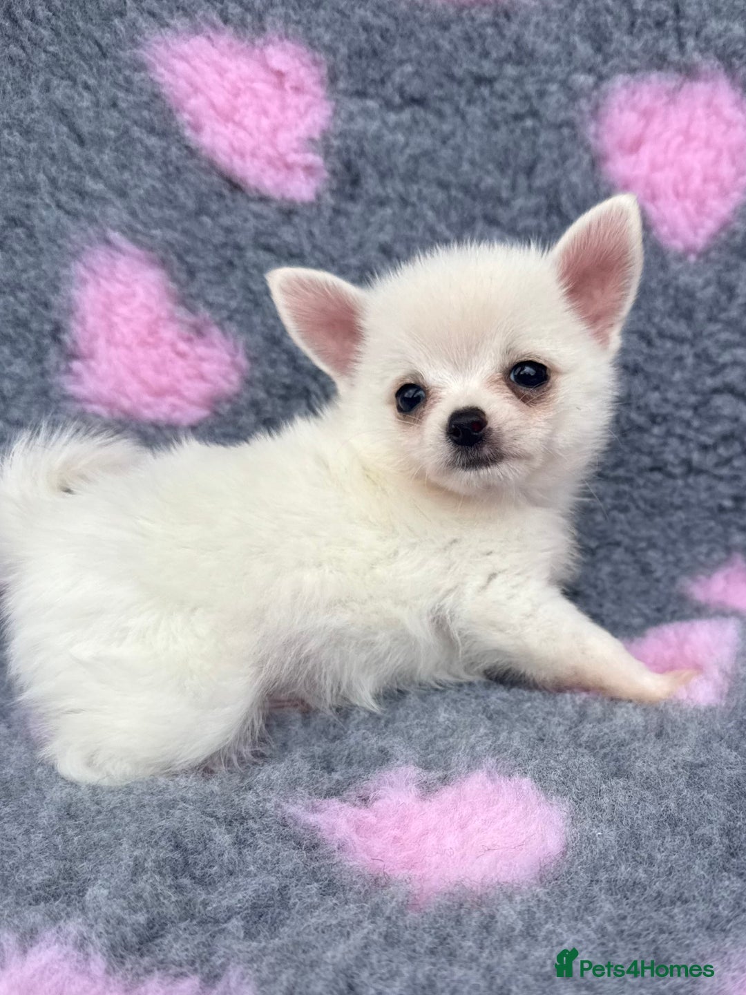 Pomchi dogs for sale: Super TINY white chihuahua x Korean Pom READY NOW - Image 9