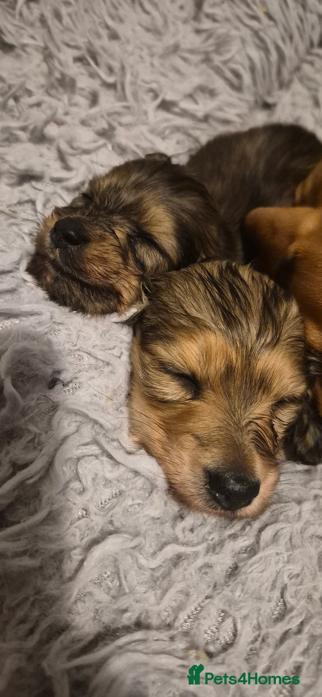 Dachshund dogs for sale: Miniature dachshund shaded cream girls - Advert 4