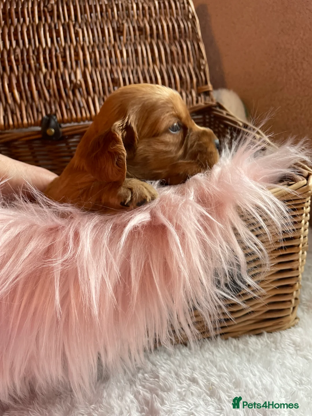 Mixed Breed dogs for sale: V.RARE ! Miniature GOLDEN RETRIEVERS(Dakota sport) - Advert 6