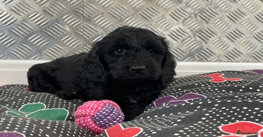 Cockapoo dogs - Advert 2