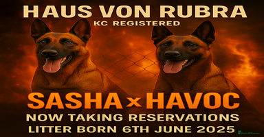 Belgian Shepherd Dog dogs in Hartlepool - Advert 13