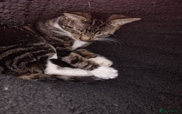 Mixed Breed cats for sale: Large male tabby/maine coon cross  - Image 3