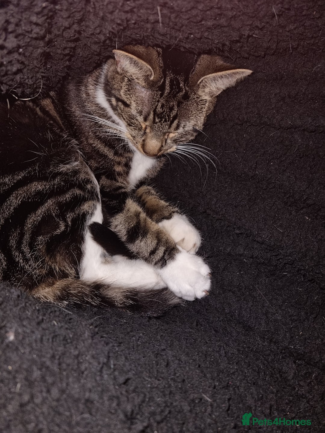 Mixed Breed cats for sale: Large male tabby/maine coon cross  - Image 3