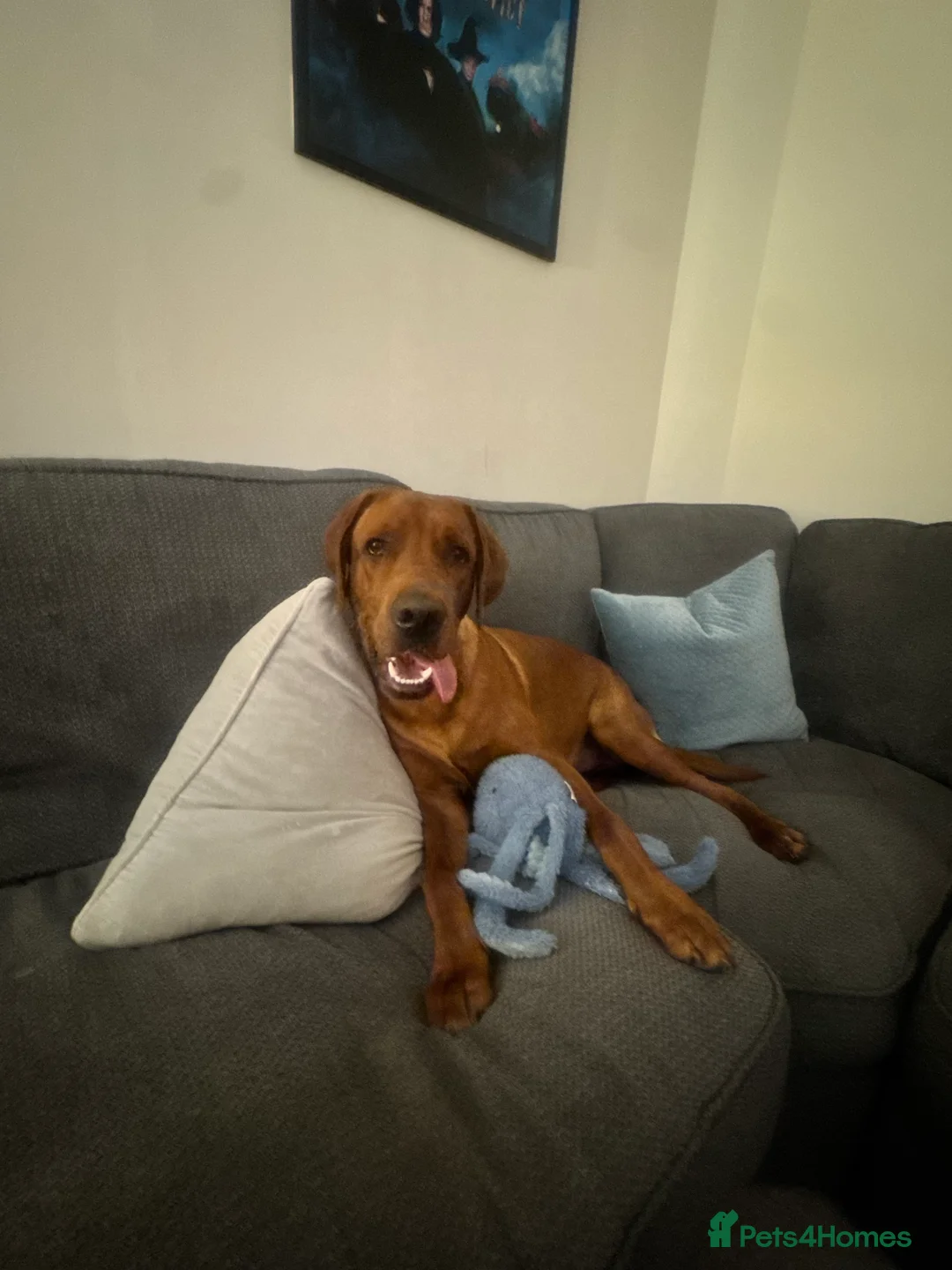 Labrador Retriever dogs for stud: Male Red Fox Lab working breed for Stud - Advert 3