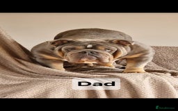 English Bulldog dogs for sale: Kennel club registered English bulldog puppies  - Image 19
