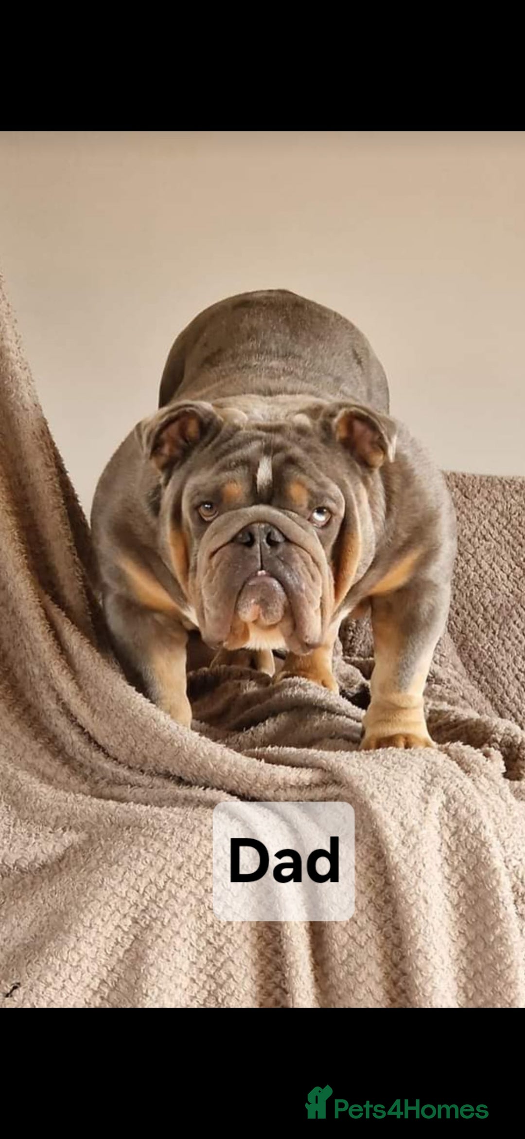 English Bulldog dogs for sale: Kennel club registered English bulldog puppies  - Image 19