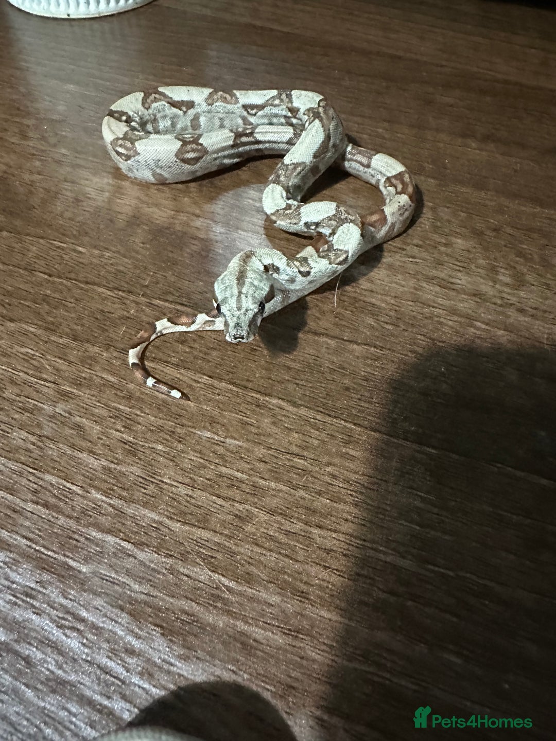 Boa Snake reptiles for sale: Baby boas  - Advert 7