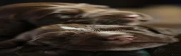 Cocker Spaniel dogs for sale: KC Registered Working Cocker Spaniels in London - Advert 3