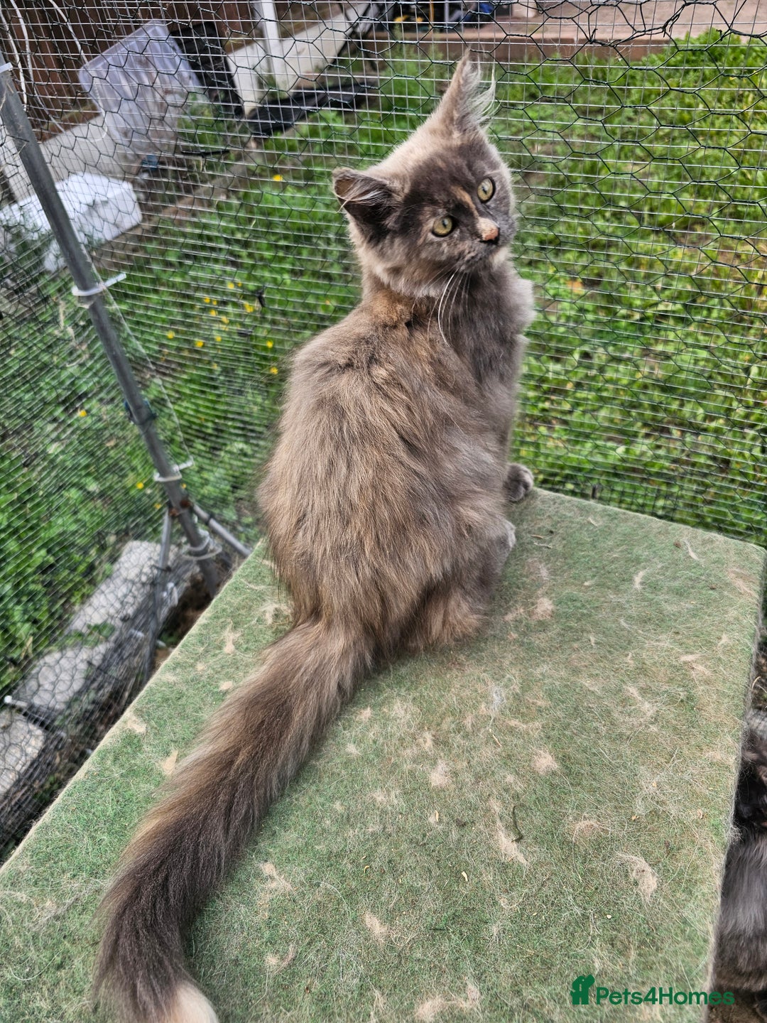Maine Coon cats for sale: Pure maine coon silver tortie female - Image 2