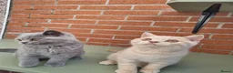 British Shorthair cats for sale: British Shorthair boy and girl.  - Advert 4