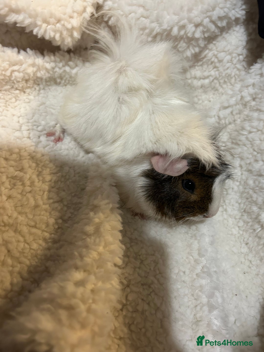 Guinea Pig rodents for sale: Super Cute/fluffy Rosetta Guinea Pigs  - Advert 7