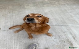 Golden Retriever dogs for sale: FOX RED WORKING GOLDEN RETRIEVERS- 5 STAR BREEDERS - Image 19