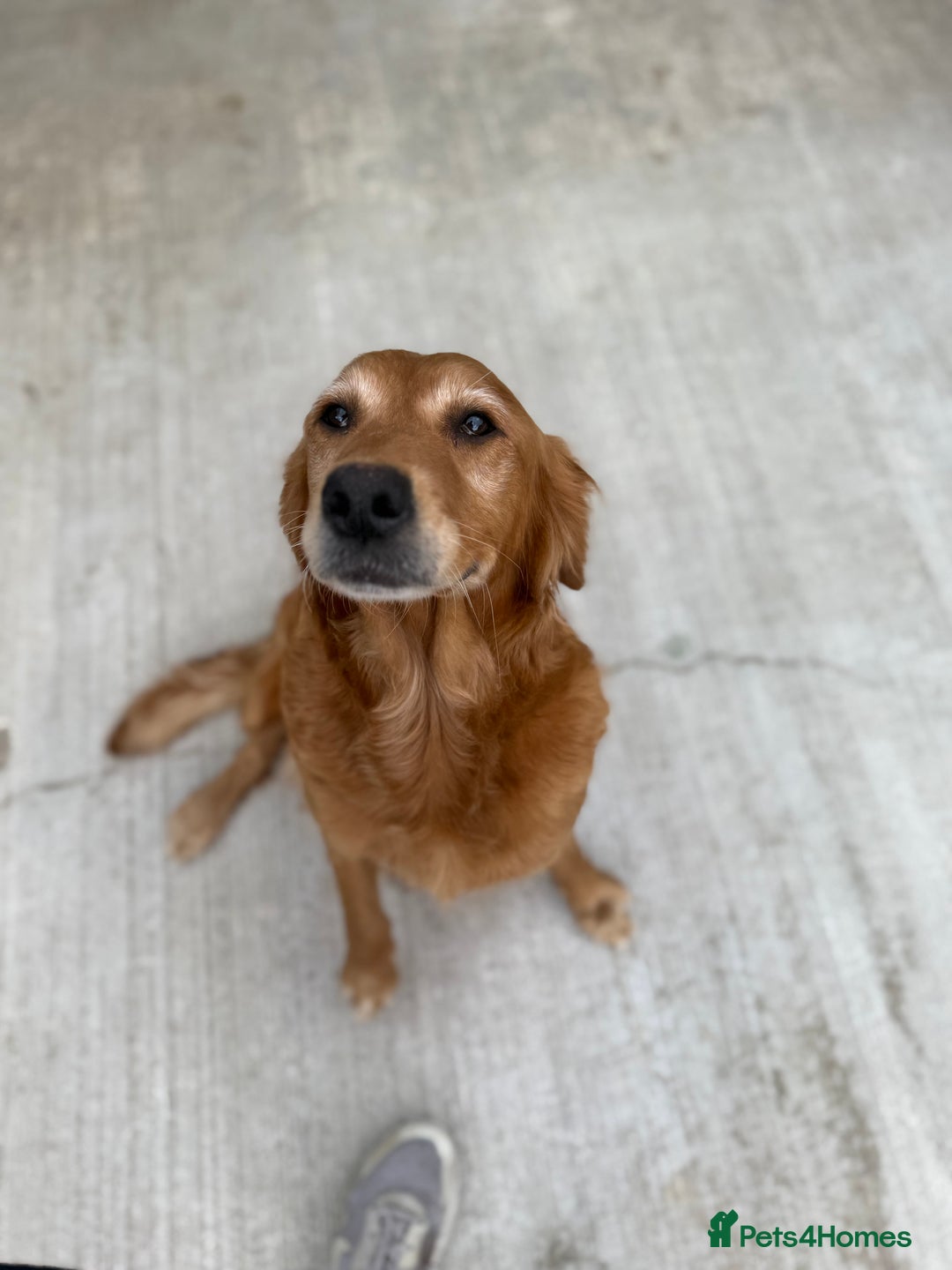 Golden Retriever dogs for sale: FOX RED WORKING GOLDEN RETRIEVERS- 5 STAR BREEDERS - Image 19