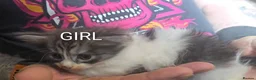 Siberian cats for sale: Siberian kittens with pedigree READY TO GO  - Advert 32