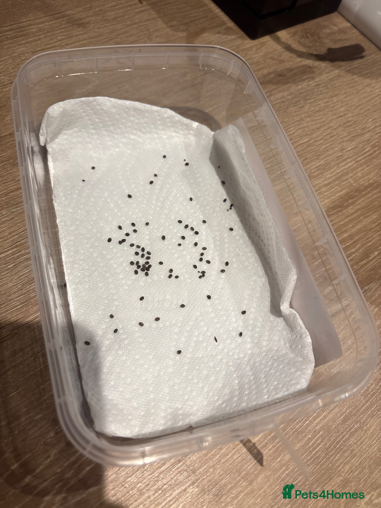 Stick Insects invertebrates Indian stick insect eggs  - Advert 4