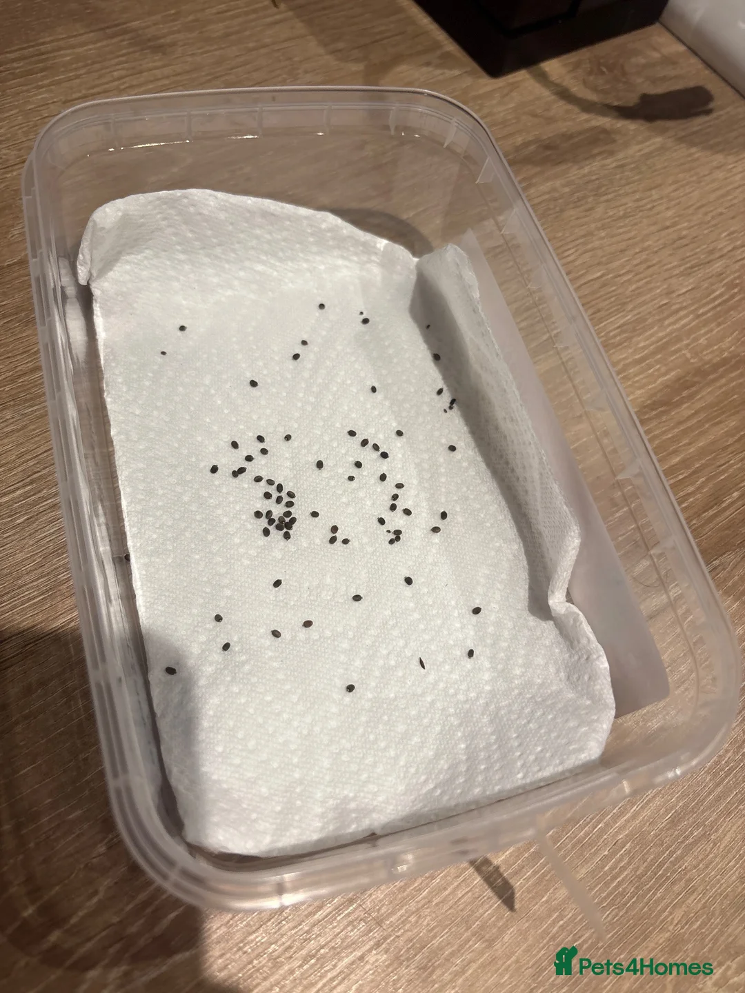 Stick Insects invertebrates for sale: Indian stick insect eggs  in Cardiff - Advert 1
