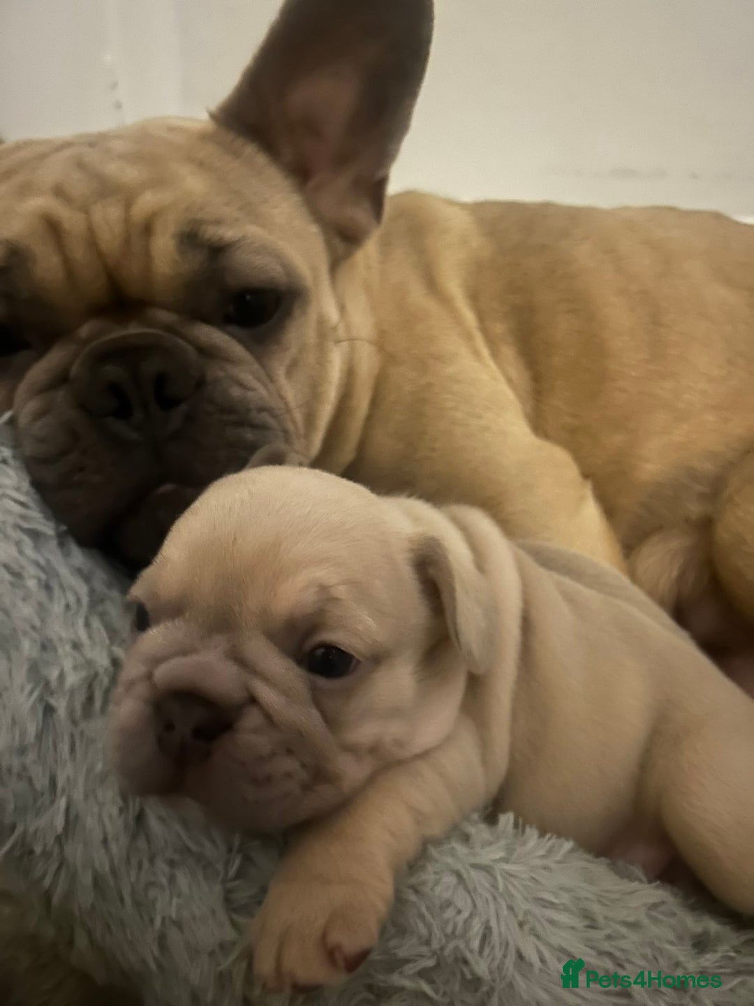 French Bulldog dogs for sale: 🐾✨ Adorable Frenchies ready now ✨ 🐾 DWKC  - Advert 16