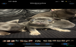 French Bulldog dogs for sale: Beautiful French bulldogs 🐶   - Image 18