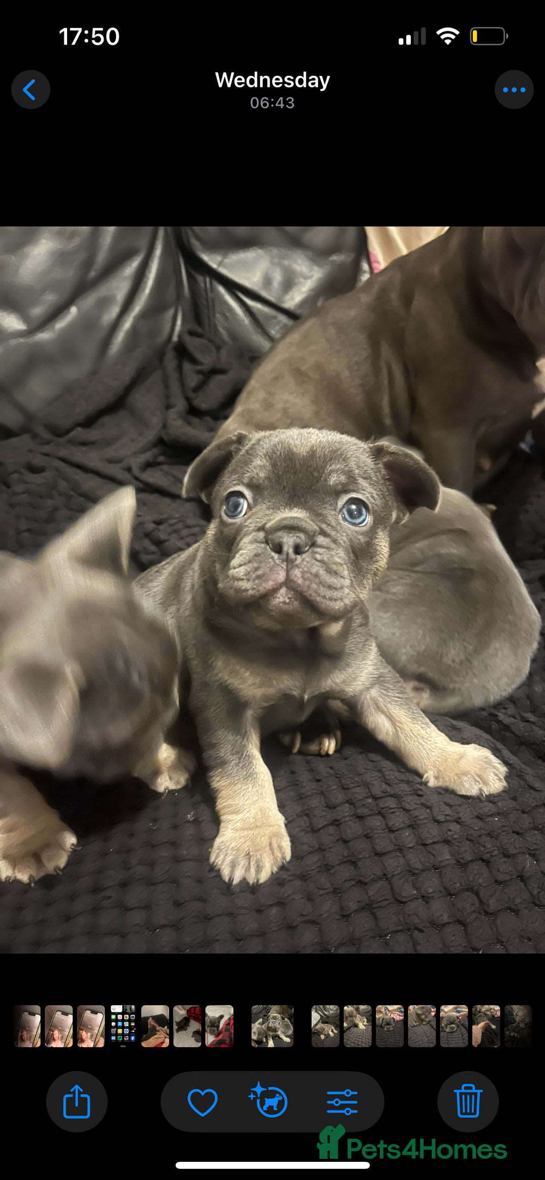 French Bulldog dogs for sale: Beautiful French bulldogs 🐶   - Image 18